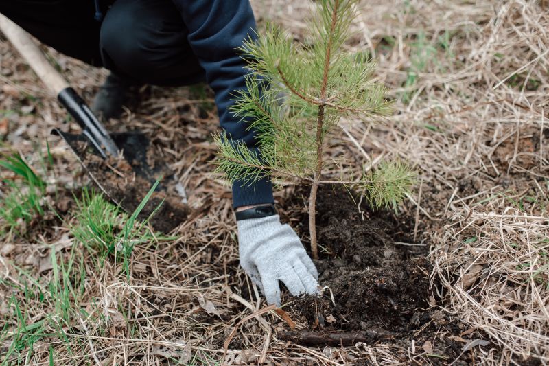Pear Tree Planting in Ventura County, CA